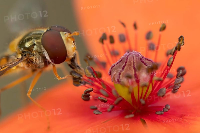Common hoverfly (Eupeodes corollae) adult insect feeding on pollen from a red Common field poppy (Papaver rhoeas) flower in summer, England, United Kingdom