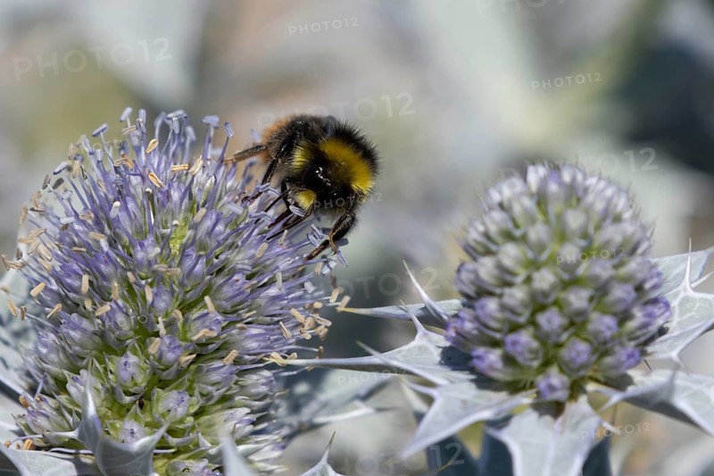 Red tailed bumblebee (Bombus lapidarius) adult bee insect feeding on a Sea holly flower in summer, England, United Kingdom