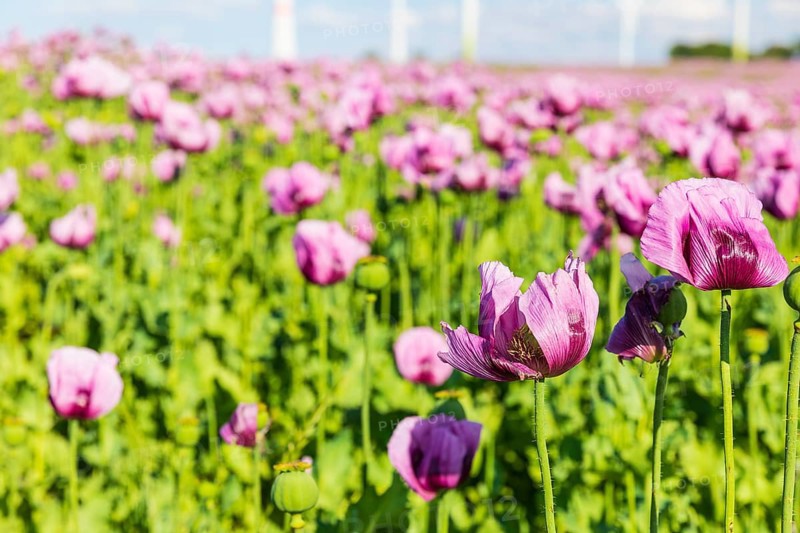 Field with blue poppy (Papaver somniferum) in bloom, Penig, Saxony, Germany