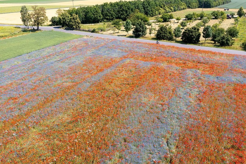 Aerial view of a field where corn poppies (Papaver rhoeas) and cornflowers (Centaurea cyanus) are in bloom, shining in blue and red, Hirschstein, Riesa, Saxony, Germany