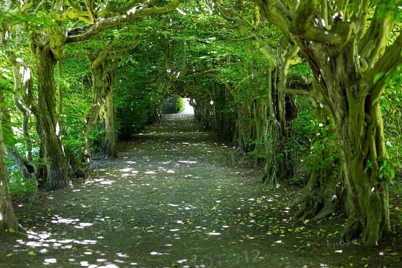 Pergola with old hornbeams (Carpinus betulus) in Pulsnitz Castle Park, Saxony, Germany