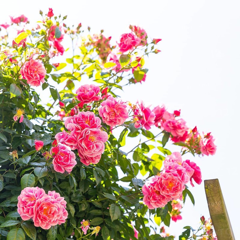 Pink roses bloom (pink) against a blue sky, Saxony, Germany