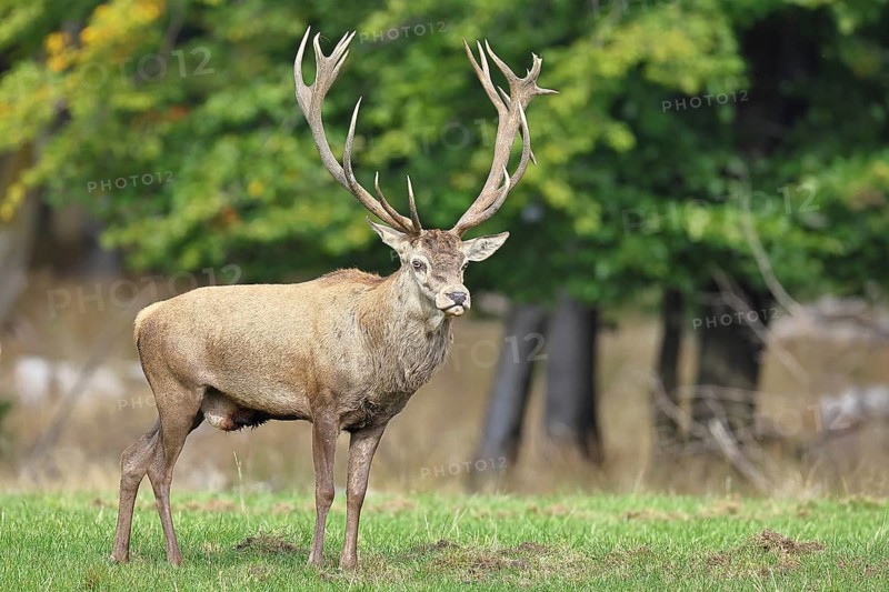 Red deer (Cervus elaphus) during the rutting season, capital stag in a forest clearing, wildlife, autumn, Sauerland, North Rhine-Westphalia, Germany