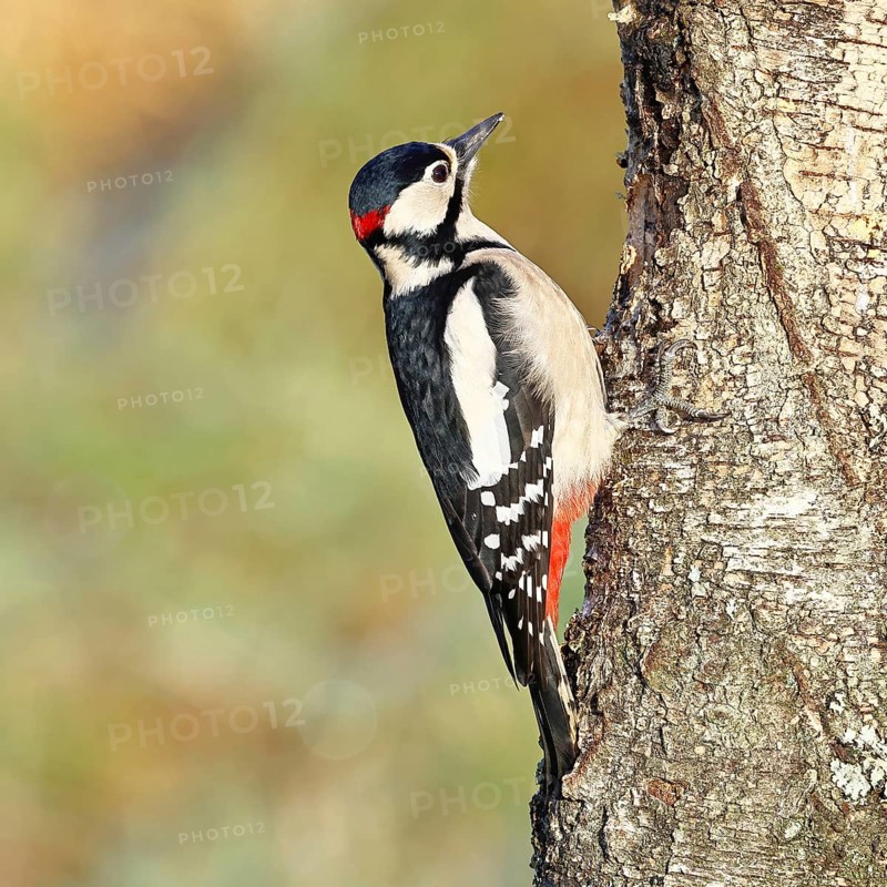 Great spotted woodpecker (Dendrocopus major), male, foraging on the trunk of a common birch (Betula pendula), wildlife, woodpeckers, nature photography, autumn, Wilnsdorf, North Rhine-Westphalia, Germany
