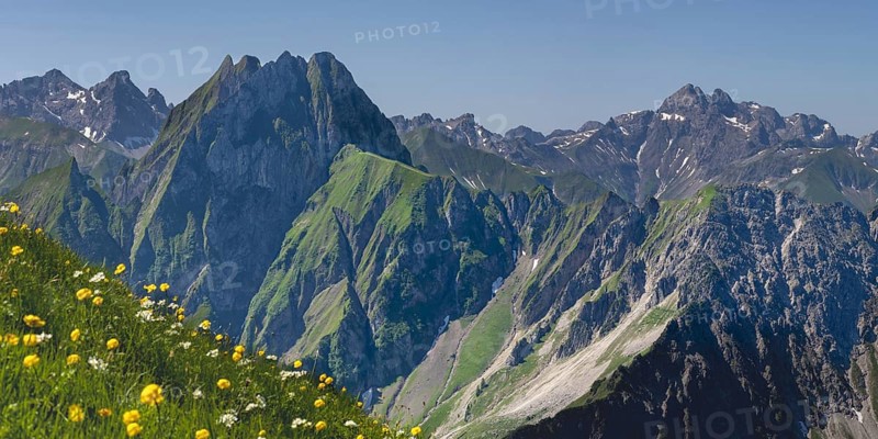 Mountain panorama with troll flowers (Trollius europaeus) from Laufbacher-Eckweg to Höfats 2259m, and Allgäu main ridge with Trettachspitze 2595m, Mädelegabel 2645m, Bockkarkopf 2609m and Hochfrottspitze 2649m, Allgäu Alps, Allgäu, Bavaria, Germany