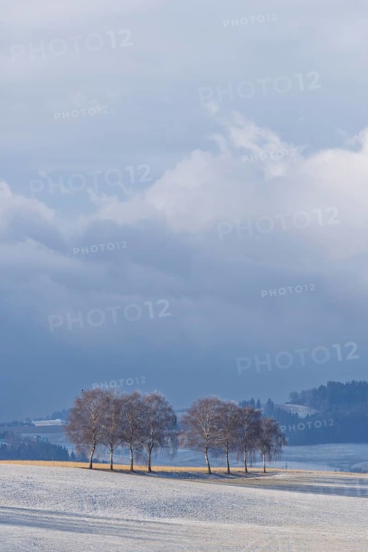 European white birch trees (Betula pendula) throw a long shadow on a frost-covered meadow on a very cold winter morning. A thunderstorm builds up in the background. Muehlviertel, Austria