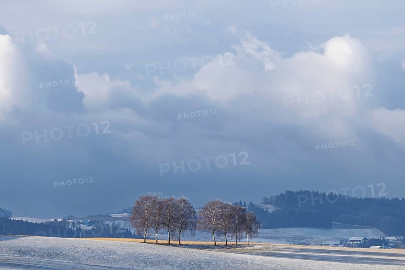 European white birch trees (Betula pendula) throw a long shadow on a frost-covered meadow on a very cold winter morning. A thunderstorm builds up in the background. Muehlviertel, Austria