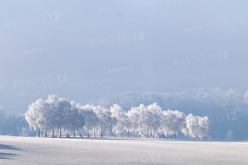 Frosted European white birch trees (Betula pendula) with a long shadow on a frost-covered meadow on a very cold winter morning. Muehlviertel, Austria