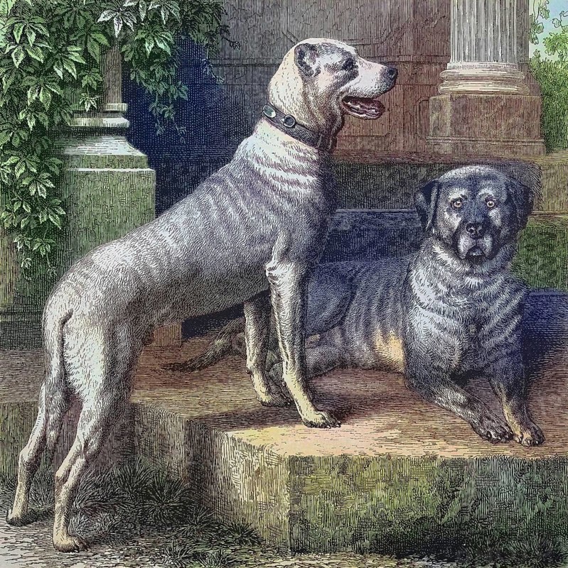 Historical illustration of the Great Dane, a large German domestic dog breed, Great Dane, you have cropped or cropped ears/Historical illustration of Great Dane, a large German breed of domestic dog, German mastiff, one has docked or cropoed ears, dogging, cropping, historical, digitally restored reproduction of an original original from the 19th century, exact original date not known, subsequently colored