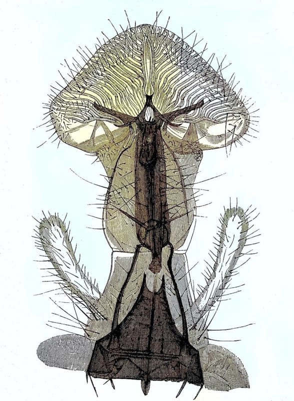 Historical illustration of a housefly, detail of lip, pseudotracheae and lace, Musca domestica/Historical illustration of a housefly, detail of labellum, pseudotracheae and tip, Musca domestica, historical, digitally restored reproduction of an original original from the 19th century, exact original date not known, colored later