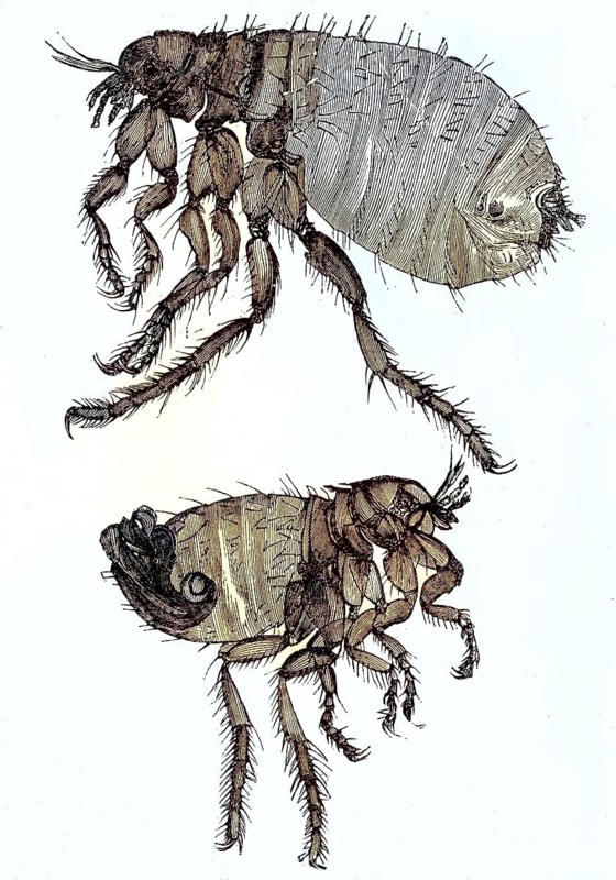 Historical illustration of a dog flea, Ctenocephalides canis, above a male insect, below a female/Historical illustration of a dog flea, top is a male insect, bottom a female, historical, digitally restored reproduction of an original original from the 19th century, exact original date not known, subsequently colored