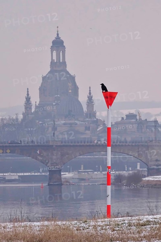 View of Church of Our Lady Dresden, crow in the foreground, winter, Saxony, Germany