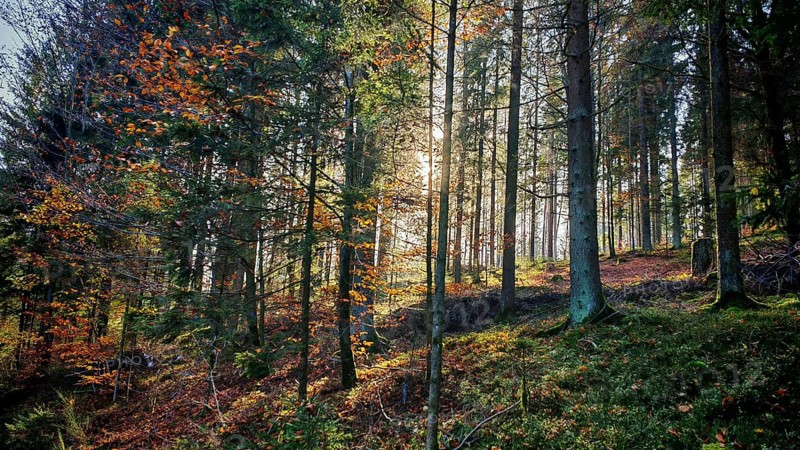 A dense forest with sunlight shining through the trees and autumn leaves, Franconian Forest nature park Park