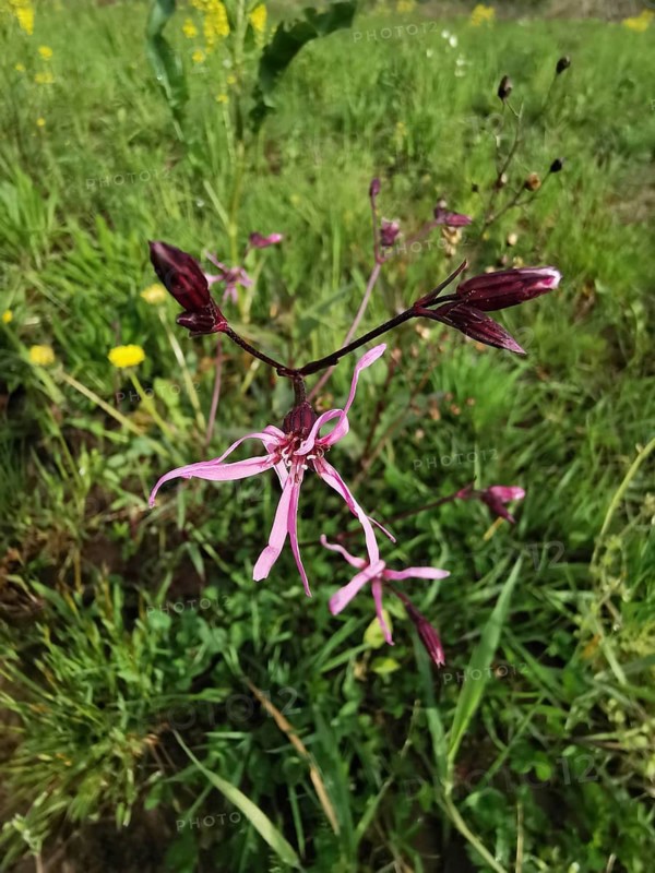 Close-up of a pink wildflower cuckoo flower (lychnis floscuculi) on a green meadow, Franconian Forest nature park Park
