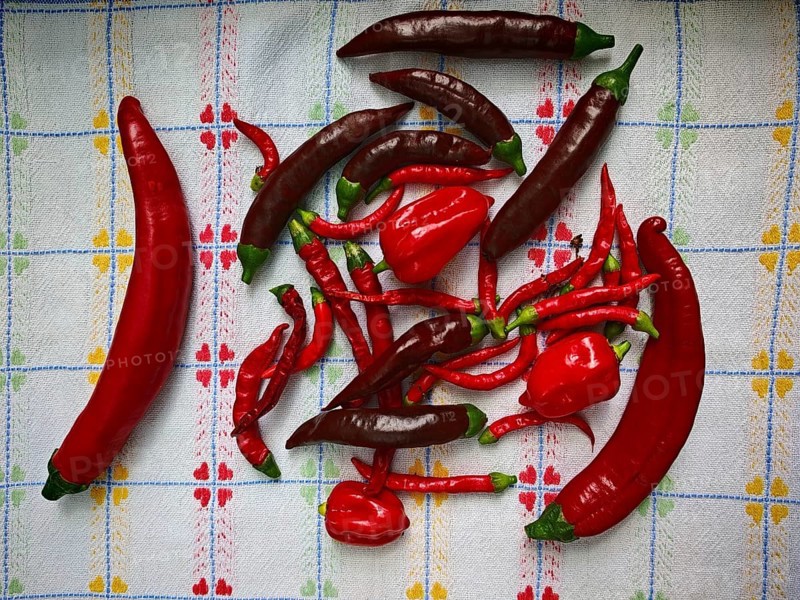 Various red and brown peppers (capsicum annuum) lie on a patterned kitchen towel