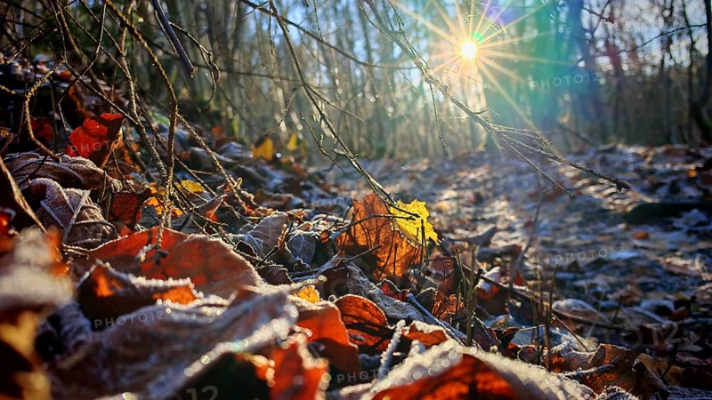 Snowy autumn leaves on forest floor, illuminated by sunshine, Franconian Forest nature park Park