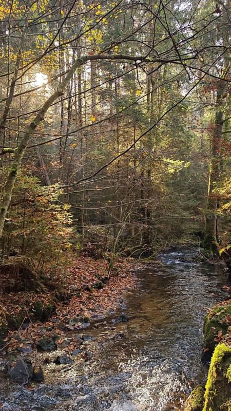 A small stream flows through an autumnal forest, surrounded by leaves and trees, Franconian Forest nature park Park