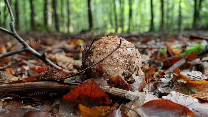 Mushroom (amanita muscaria) on the forest floor, surrounded by autumn leaves and trees, Franconian Forest nature park Park