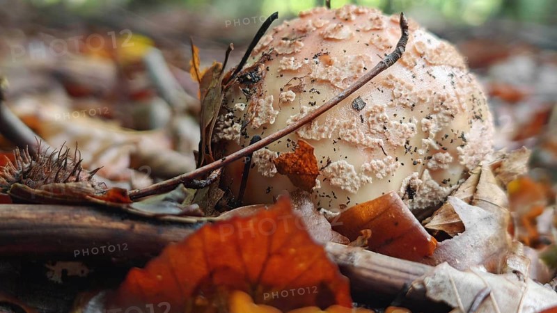 Close-up of a mushroom (amanita muscaria) surrounded by autumn leaves on the forest floor, Franconian Forest nature park Park