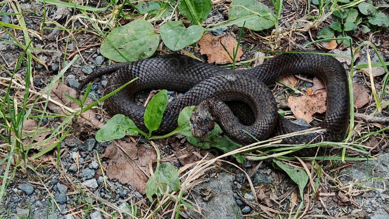 Close-up of black snake, smooth snake (coronella austriaca) lying curled up on a forest floor with grass and leaves, Franconian Forest nature park Park