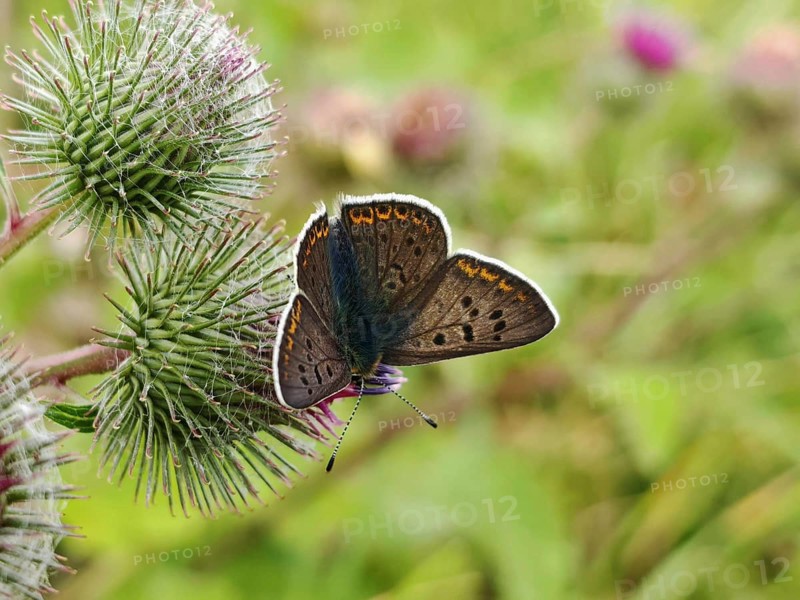 Butterfly Sooty Copper (lycaena tityrus) sitting on a prickly thistle, its dark wings spread out, Thuringian Forest nature park Park