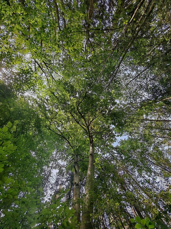 Dense green canopy in the forest from a view upwards, Franconian Forest nature park Park