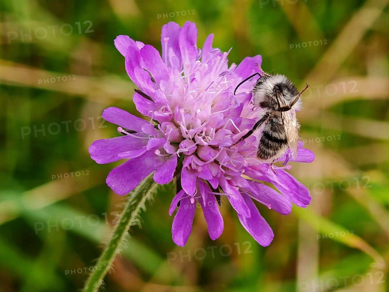 Macro photograph of a colourful bumblebee (bombus sylvarum) on a purple flower in a meadow, Thuringian Forest nature park Park