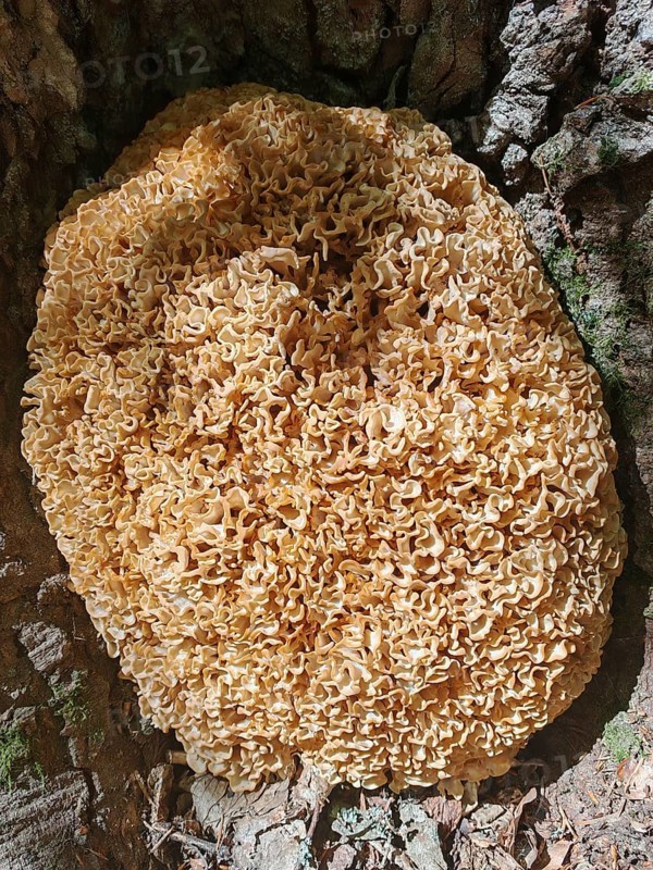Giant Wood Cauliflower fungus (sparassis crispa) growing on the bark of a tree, Franconian Forest nature park Park