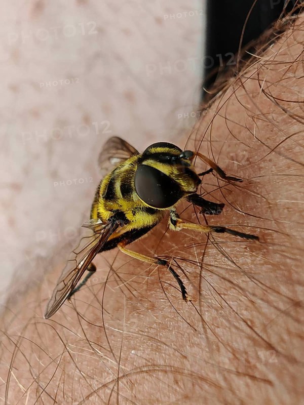 Close-up of a hoverfly (syrphidae) on arm shows fine details of the wings, Franconian Forest nature park Park