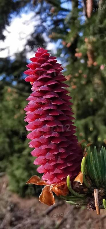 Close-up of pink spruce cones (picea abies) in front of a dark forest background, Franconian Forest nature park Park
