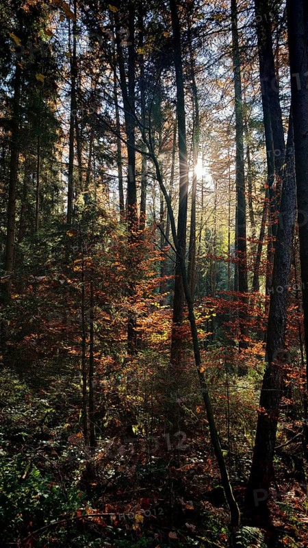 Sunbeams break through the autumnal trees of a quiet forest, Franconian Forest nature park Park