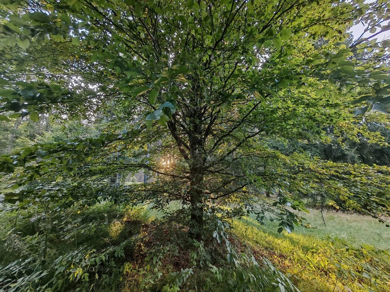 Sunlight penetrates the thick branches of a green tree in the forest, Frankenwald nature park Park