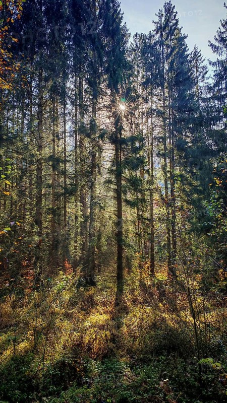 A dense forest with sunbeams shining through the trees and casting shadows, Franconian Forest nature park Park