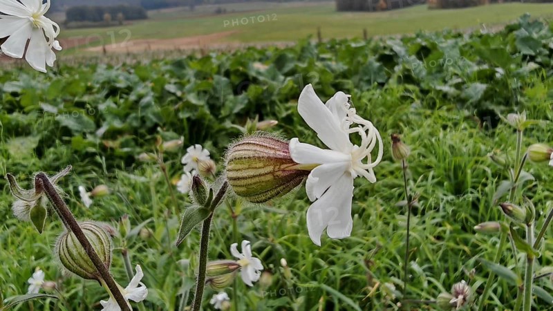 White Campion (silene latifolia) in a meadow in front of a green landscape, Franconian Forest nature park Park