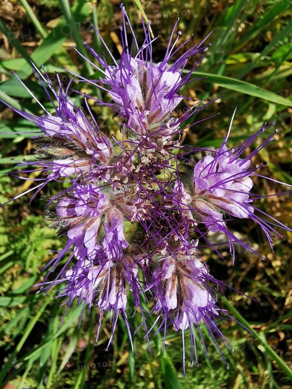 Purple flowering tansy pahacelia (phacelia tanacetifolia) with fine details in a meadow, Franconian Forest nature park Park