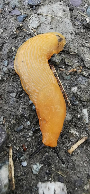 An orange-coloured nudibranch (arion rufus) crawls across the damp ground, Franconian Forest nature park Park