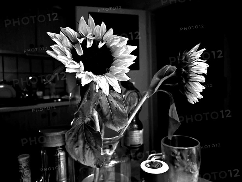 Sunflower (helianthus annuus) in a monochrome kitchen scene, strong light and shadow