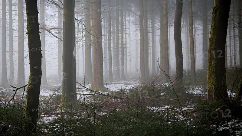 A quiet forest in fog that slightly covers the ground with snow, Frankenwald nature park Park