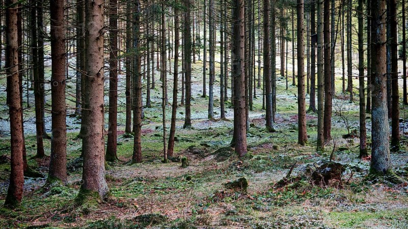Green forest with rays of light shining through the spruce trees (picea), Franconian Forest nature park Park
