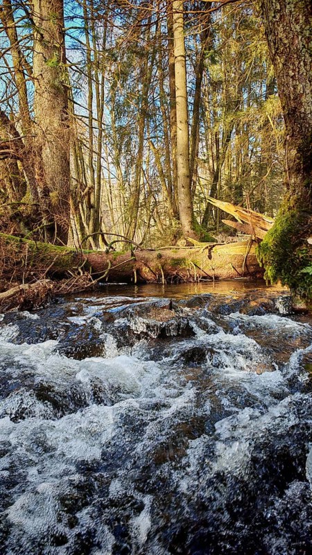 A flowing stream in a dense stretch of forest, Franconian Forest nature park Park