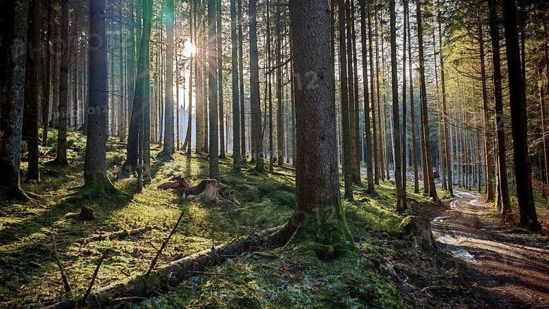 Sunlight floods a green forest path between tall trees, Franconian Forest nature park Park