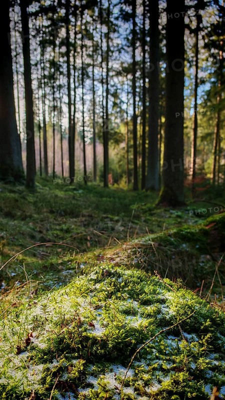 Illuminated, moss-covered (musco) forest floor with light-flooded trees in the background, Franconian Forest nature park Park