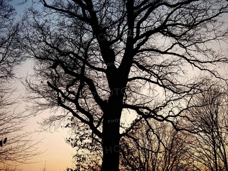 Dark silhouette of a large tree in front of a sunset sky, branched structure, Franconian Forest nature park Park