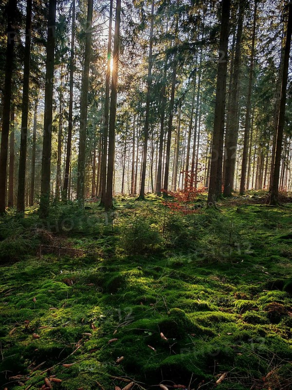 Dense, green carpet of moss on the forest floor under tall, light-flooded spruce (picea) trees, Franconian Forest nature park Park