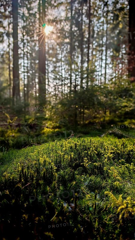 Densely overgrown forest floor with moss (muscus), illuminated by sunlight between trees, Franconian Forest nature park Park