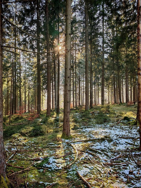 Sunbeams through high spruces (picea), wooded landscape with snow and mossy ground, beautiful light mood, Franconian Forest nature park Park