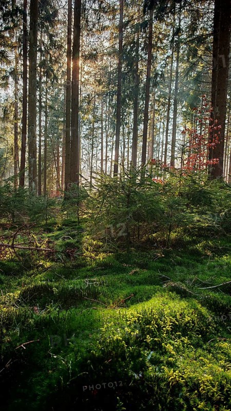Sunlight breaks through tall rows of trees, illuminates the green, mossy forest floor, Franconian Forest nature park Park