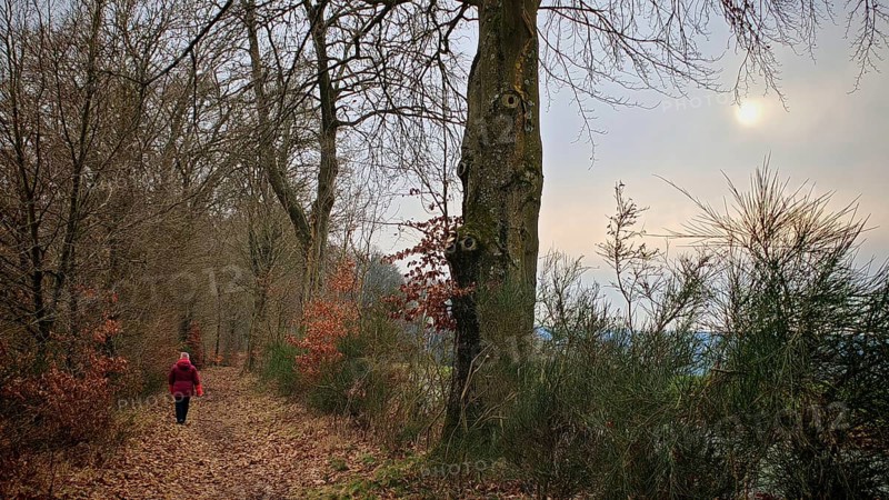 Person in red on a forest path covered with leaves, lined with winter trees, subdued light, Frankenwald nature park Park