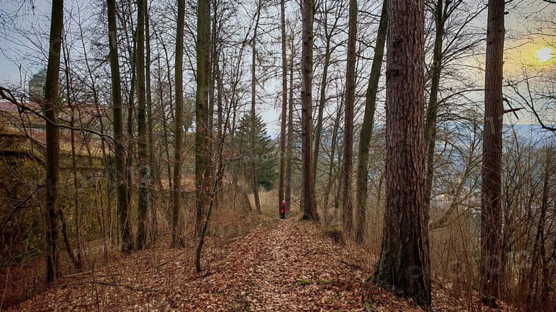 Winding forest trail with scattered leaves, surrounded by tall, barren trees at sunset with castle in the background, Frankenwald nature park Park