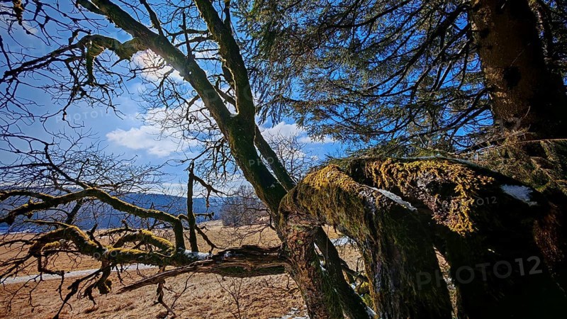 Moss-covered branches against a blue sky with clouds in a quiet landscape, Rennsteig, Thuringian Forest